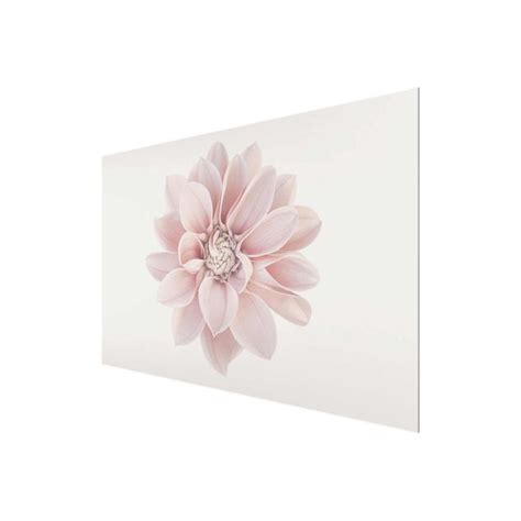 Dahlie Blume Pastell Wei Rosa Glasbild Im Querformat Kaufen