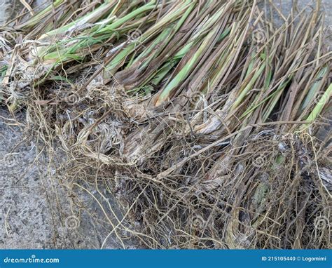 Sereh Or Serai Plant Cymbopogon Citratus Leaves Indian Lemon Grass Leaf Stock Image