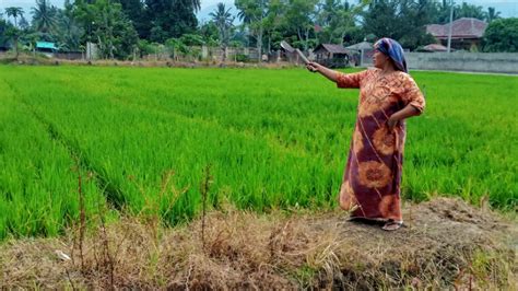 Pupuk Subsidi Langka Petani Di Mandailing Natal Mengeluh