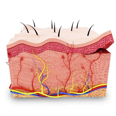 Human Skin Structure