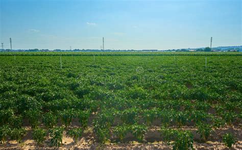 Cultivation Field Of Pepper Plants With Green And Red Peppers Stock