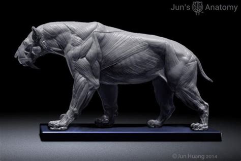 Smilodon Populator model, 1/6th scale - flesh & superficial muscle ...