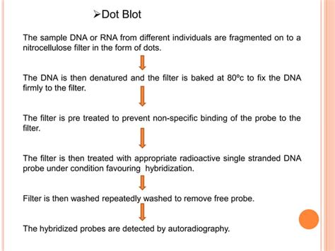 nucleic acid hybridization | PPT