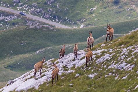 Chamois Goat Characteristics: Facts and Profile