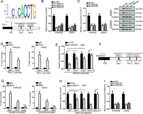 Zeb1 Transcriptionally Activated Pd L1 And Snhg14 A Dna Motif Of Zeb1