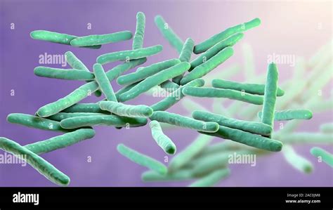 Leprosy bacteria, illustration Stock Photo - Alamy