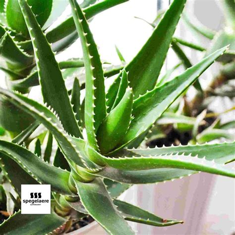 Types Of Aloe Vera Plants With Pictures Discounts Sellers | www ...