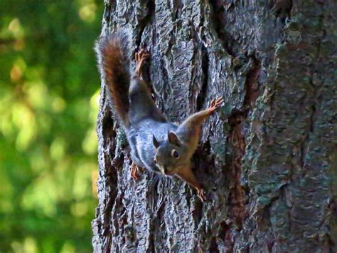 Spider Squirrel By Wolfwings1 On Deviantart