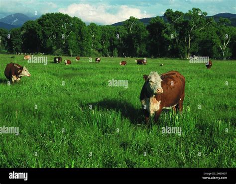 cattle grazing  irrigated pasture land ca   earlier stock