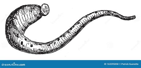 Medicinal Leech Illustration, Drawing, Engraving, Ink, Line Art, Vector ...