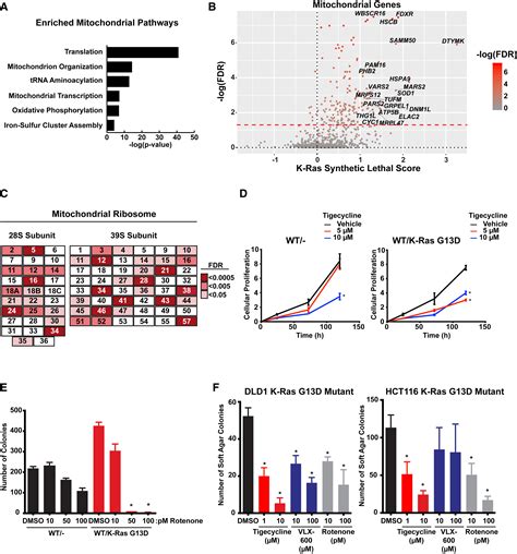 A Role For Mitochondrial Translation In Promotion Of Viability In K Ras