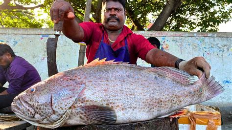 KASIMEDU SPEED SELVAM BROWN GROUPER FISH CUTTING VIDEO IN