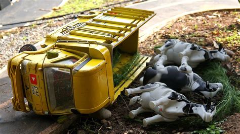 Cerita Truk Oleng Bro Kuning Bawa Sapi Qurban Nekat Oleng Sampai