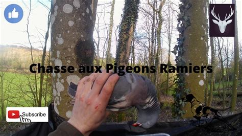 Chasse Aux Pigeons Ramiers Youtube