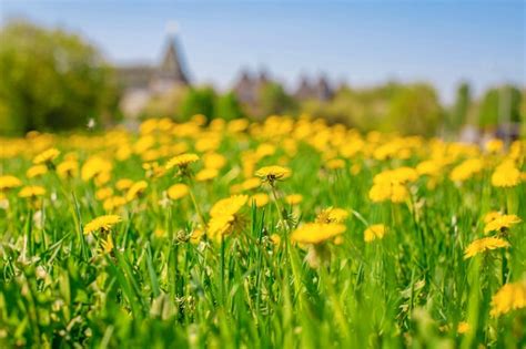 Clareira Amarela Dente De Le O Flores Amarelas Tussilago Farfara No