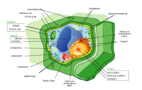 Organel Sel Pengertian Macam Ciri Struktur Dan Fungsinya Materi
