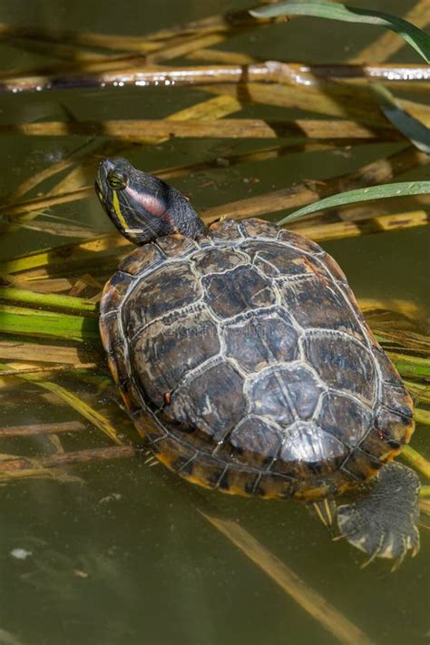 Portrait Red Eared Turtle Trachemys Scripta Elegans Lying In W Stock