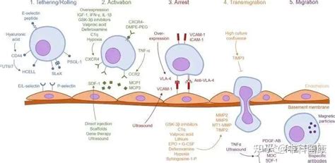 干细胞消除炎症的好帮手！ 知乎