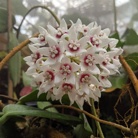 Hoya calycina ‘Stargazer’ – Carnivero