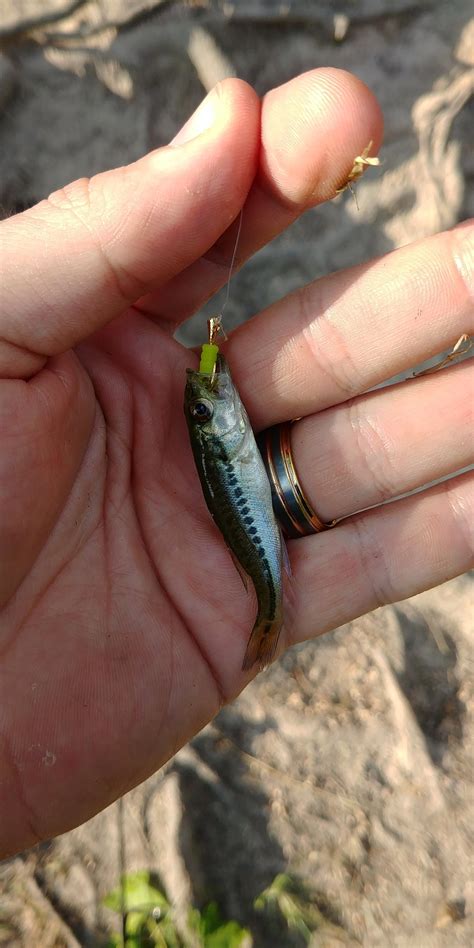 The Smallest Largemouth Bass I Ve Ever Caught On A Line Caught In The