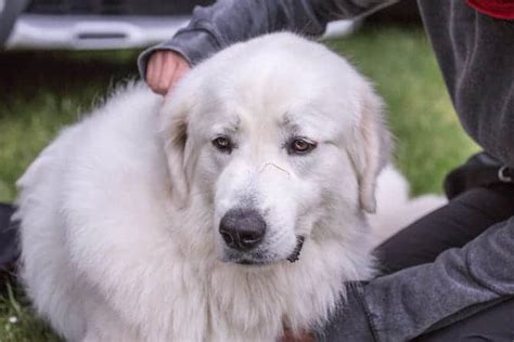 Great Pyrenees Temperament and Puppy Info (Price, Breeders, etc)