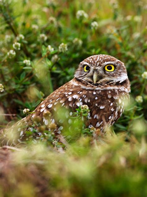 Are Burrowing Owls Endangered Threats And Conservation Discoverynatures