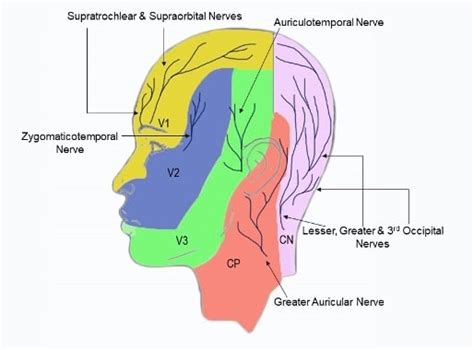 Greater Occipital Nerve Innervation