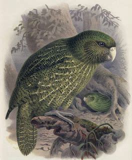 The New Zealand Journal: Kakapo - World's Only Flightless Parrot ...