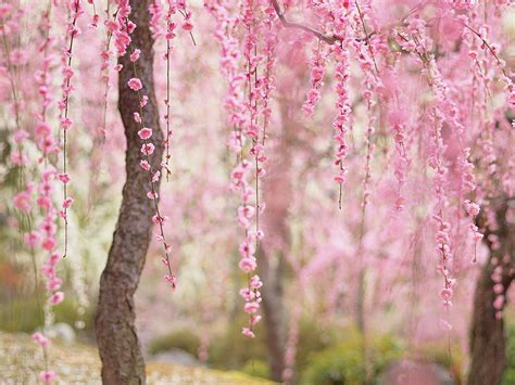 20 Of The Best Pictures Of This Year's Japanese Cherry Blossoms | DeMilked