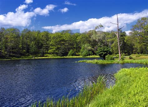 Free Images Landscape Tree Forest Marsh Wilderness Mountain Sky