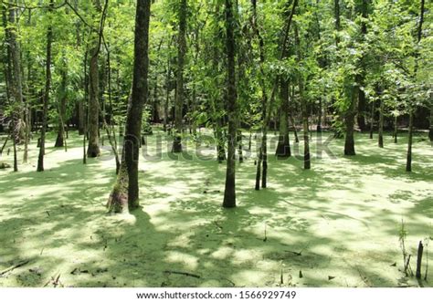 Moccasin Bend National Archeological District Swamp Stock Photo 1566929749 | Shutterstock