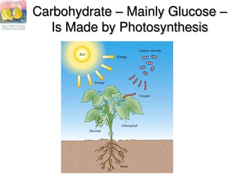 Storage Form Of Glucose In Plants