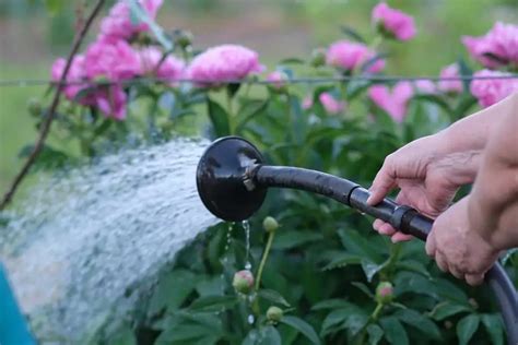 How To Water Peonies All You Need To Know Plantglossary