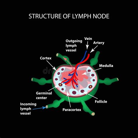 Lymph Node Anatomy Stock Illustrations 1 541 Lymph Node Anatomy Stock