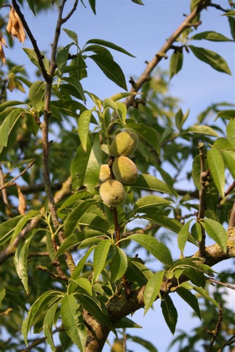 Een Amandelboom Planten En Verzorgen Fruitbomen Net