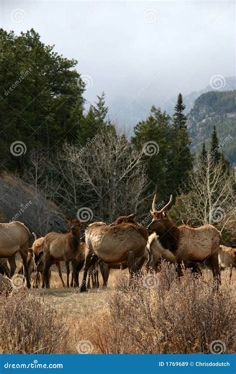 Herd of elk stock image. Image of hunting, hunt, elks - 1769689