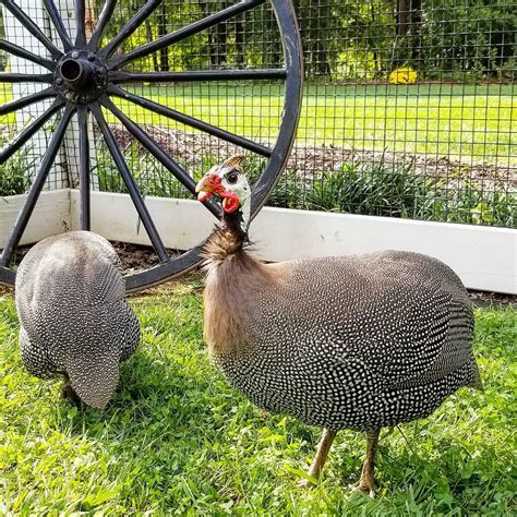 13 Reasons Why You Should Raise Guinea Fowl Artofit