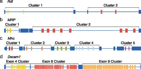 Schematic of the exon-intron structures of the genes examined in this ...