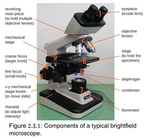 CHAPTER 2 MICROSCOPY Flashcards Quizlet