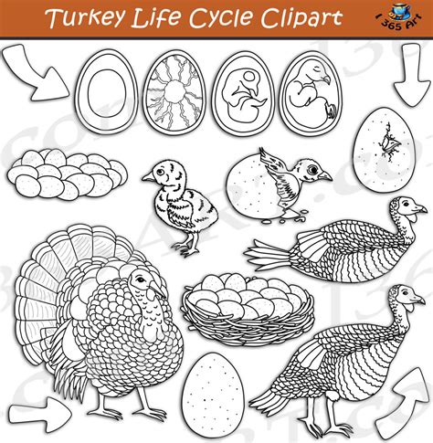 Lifecycle Of A Turkey