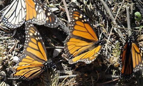 Tiene La Mariposa Monarca Una Buena Temporada En Sierra Chincua