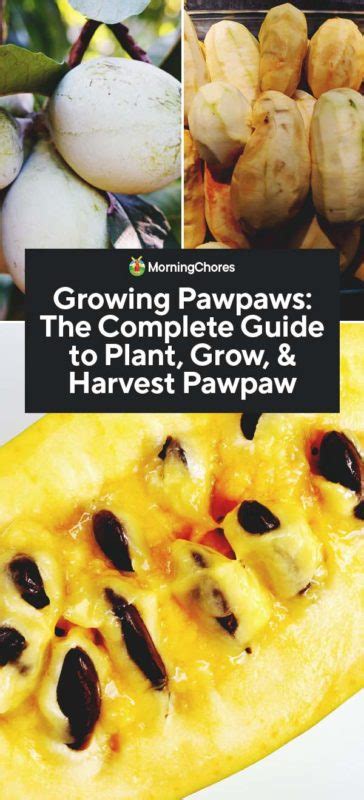 Growing Pawpaws: Varieties, How to Plant, Care, and Troubleshooting