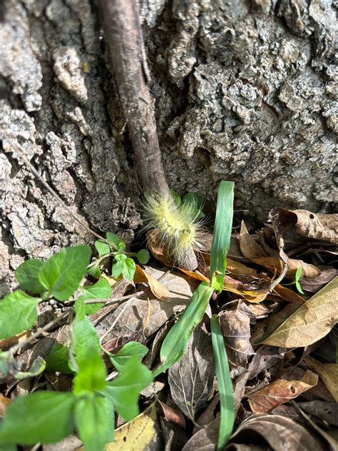 What type of caterpillar is this? : r/whatsthisbug