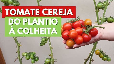 Como Plantar Tomate Cereja Do In Cio Ao Fim Dicas De Plantio Cuidados