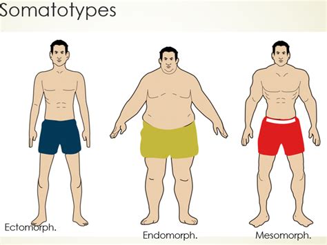 edexcel gcse pe healthy mind and body somatotypes | Teaching Resources