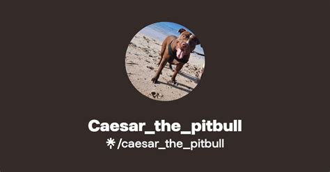 Caesar The Pitbull Instagram TikTok Linktree