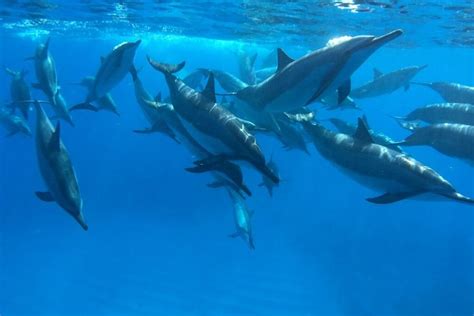 Île d Hawaï Rencontre avec les dauphins et plongée dans la baie de