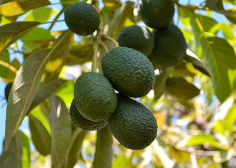 How To Grow Avocados In Perth Guildford Garden Centre