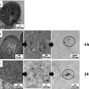 Characterization Of Gold Nanoparticles Au NPs Were Synthesized By The