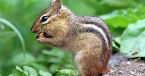 Chipmunk Behavior - AnimalBehaviorCorner